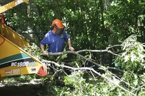 tree services Niangua